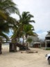 Palm trees at Puerto Villamil 2