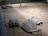 Some tortoises