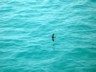 Storm petrel
