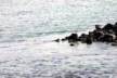 Swimming iguana