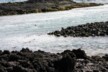 Swimming iguanas