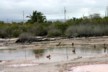 The lagoon at Puerto Villamil