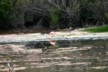 The lone flamingo at the lagoon