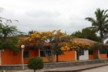 Two-coloured acacia