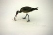 Whimbrel 2
