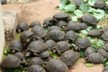 A feeding frenzy for the babies