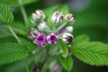 Blackberry flower