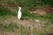 Egret