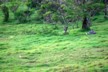 Egrets and a tortoise