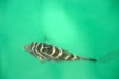 Fish but which