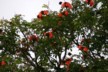 Flame tree