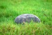 Is this a stone