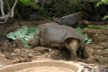 Lonesome George and a female