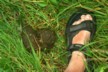 Which was excreted by a tortoise