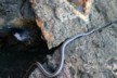 A Galapagos snake