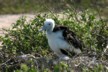 A frigate chick