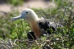 A juvenile frigate bird