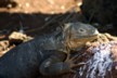 A land iguana 1