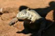 A land iguana 2