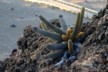 A lava cactus