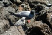 A swallow tailed sea gull and chick
