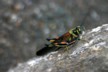 Cicada