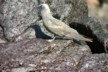 Shearwater