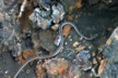 Snake 2