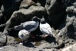 Two seagulls and their chick