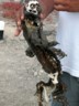 A very dehydrated land iguana