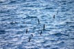 Audubons shearwaters