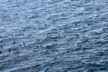 Audubons shearwaters 2