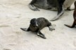 Baby sea lion