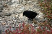 Black finch 1