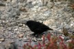 Black finch 2