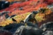 Finch and iguana