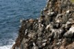 Gulls on Plaza Sur