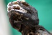 Iguana teeth