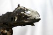 Iguana teeth 2