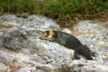 Land Iguanas 1