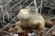 Land iguana 10