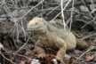 Land iguana 2