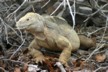 Land iguana 3