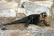 Land iguana with prickly pear