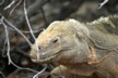 Land iguana with red eyes