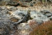 Land iguanas 11