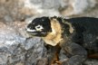 Land iguanas 12