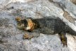 Land iguanas 13