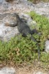 Land iguanas 14