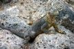 Land iguanas 15